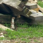 Weasel at Vale Holiday Cottages