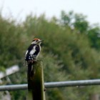 Woodpecker at Vale Holiday Cottages
